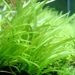 植栽から96日目　チェーンアマゾン